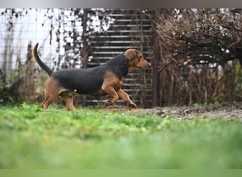 Apollo - ruhige Bracke