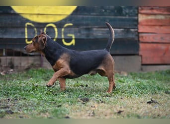 Apollo - ruhige Bracke