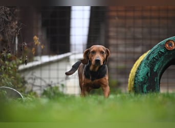 Apollo - ruhige Bracke