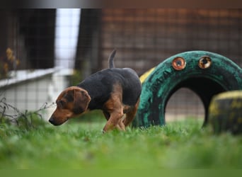 Apollo - ruhige Bracke