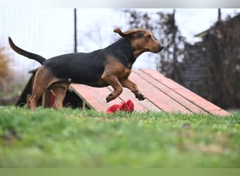 Apollo - ruhige Bracke