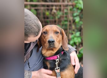 Apollo - ruhige Bracke