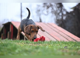 Apollo - ruhige Bracke