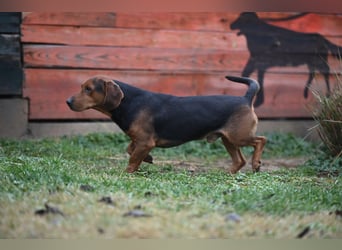 Apollo - ruhige Bracke