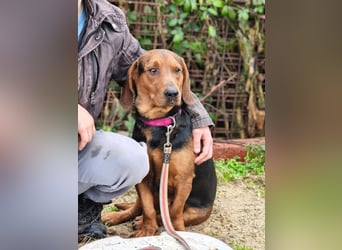 Apollo - ruhige Bracke