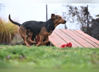 Apollo - ruhige Bracke