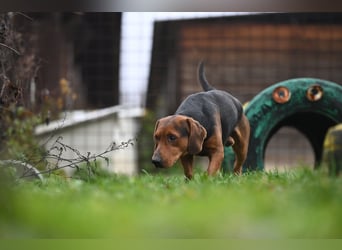 Apollo - ruhige Bracke