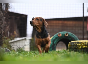 Apollo - ruhige Bracke