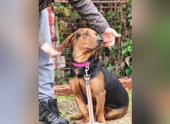 Apollo - ruhige Bracke