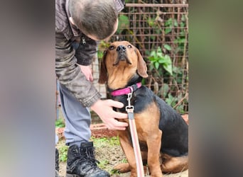 Apollo - ruhige Bracke