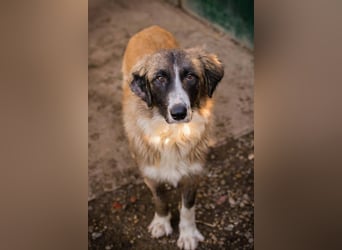 Balu: Liebevolle Frohnatur