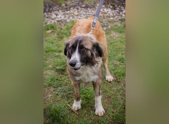 Balu: Liebevolle Frohnatur