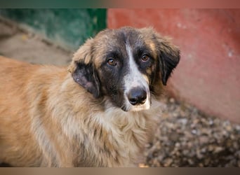 Balu: Liebevolle Frohnatur