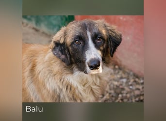 Balu: Liebevolle Frohnatur
