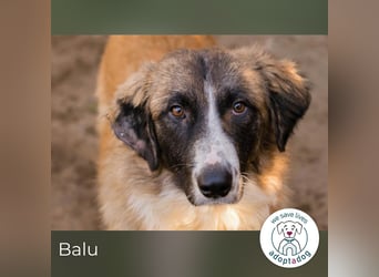 Balu: Liebevolle Frohnatur