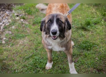 Balu: Liebevolle Frohnatur