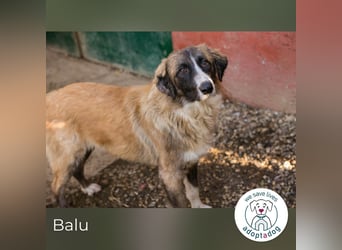 Balu: Liebevolle Frohnatur