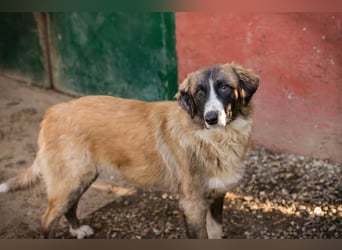 Balu: Liebevolle Frohnatur