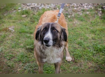 Balu: Liebevolle Frohnatur