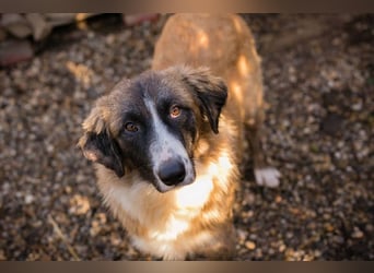 Balu: Liebevolle Frohnatur