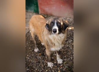 Balu: Liebevolle Frohnatur