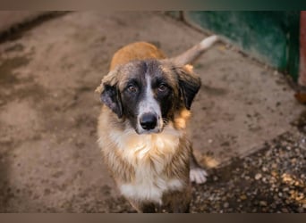Balu: Liebevolle Frohnatur