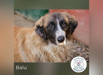 Balu: Liebevolle Frohnatur