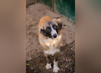 Balu: Liebevolle Frohnatur