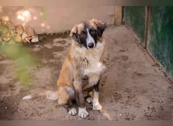 Balu: Liebevolle Frohnatur