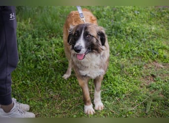 Balu: Liebevolle Frohnatur