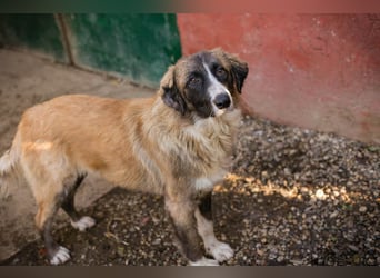 Balu: Liebevolle Frohnatur