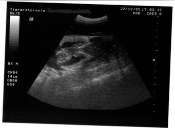 Wurfankündigung: reinrassige Hannoversche Schweißhundwelpen ab dem 15.01.2026