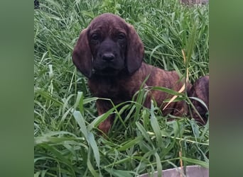 Hannoverscher Schweißhund