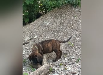 Hannoverscher Schweißhund