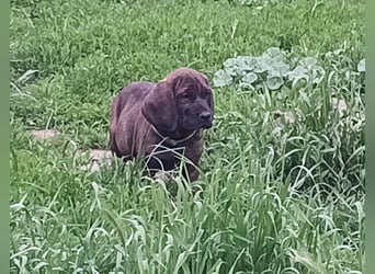 Hannoverscher Schweißhund