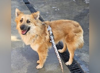 Evita 40cm geb. 04/2022 ähnelt einem Harzer Fuchs