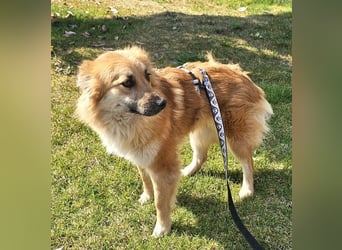 Evita 40cm geb. 04/2022 ähnelt einem Harzer Fuchs