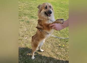 Evita 40cm geb. 04/2022 ähnelt einem Harzer Fuchs