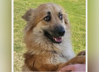 Evita 40cm geb. 04/2022 ähnelt einem Harzer Fuchs