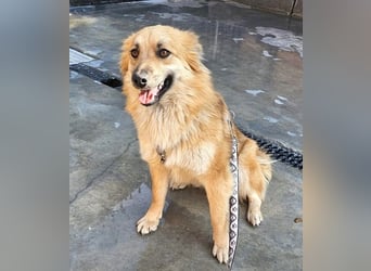 Evita 40cm geb. 04/2022 ähnelt einem Harzer Fuchs