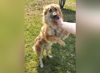 Evita 40cm geb. 04/2022 ähnelt einem Harzer Fuchs