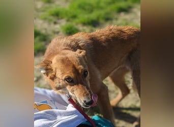 Zara, eine freundliche verschmuste Hündin