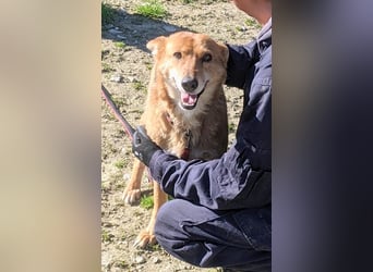 Zara, eine freundliche verschmuste Hündin