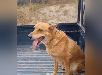 Zara, eine freundliche verschmuste Hündin