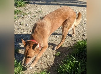 Zara, eine freundliche verschmuste Hündin