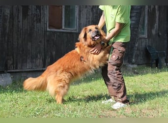 Knut, Harzer Fuchs-Terrier-Mischling, geb. 2013, nur für Hundeprofis