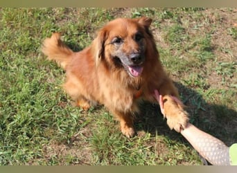 Knut, Harzer Fuchs-Terrier-Mischling, geb. 2013, nur für Hundeprofis