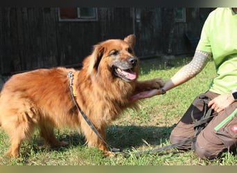 Knut, Harzer Fuchs-Terrier-Mischling, geb. 2013, nur für Hundeprofis