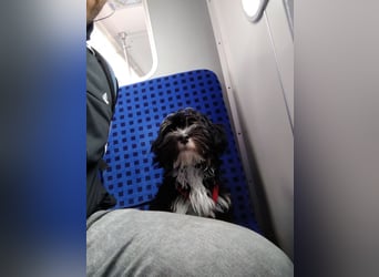 Deckrüde mit Erfahrung