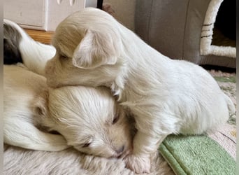 Havaneser Welpen reinrassig mit Ahnentafel